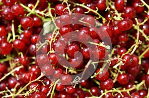 Shiny pile of ripe redcurrant berries