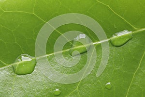 Shiny rain drops or transparent water droplet on green leaf macro background