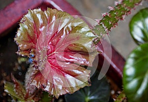 The shiny red and green juvenile leaf of Rhizomatous Begonia plant