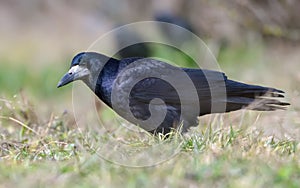 Shiny Rook corvus frugilegus walks on the grass cover in early spring