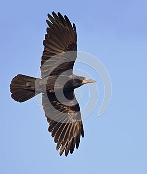 Shiny Rook in flight with brilliant feathers photo
