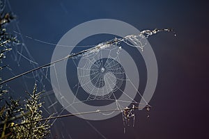 Shiny spider web