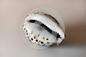 Shiny Spotted Cowry Shell on a Table