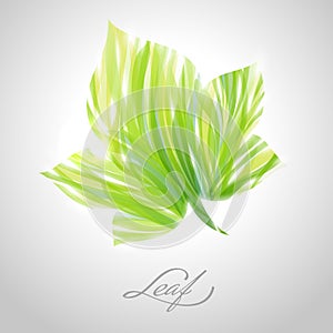 Shiny striped maple leaf. Vector illustration.