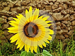 Shiny sunflower against stone wall