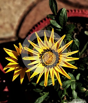 Shiny Sunflower in sunny morning planted in Vas