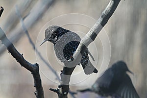 Shiny, Sunlit, Common Starling Perched on Thin Branch - Sturnus vulgaris