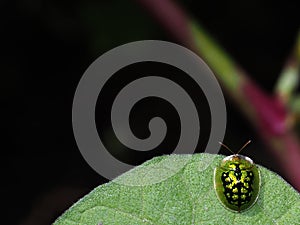 Shiny Tortoise Beetle Resting On A Leaf