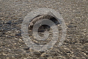 Shiny transparent water. clear water with pebbles and stone on the bottom. shining reflections of sun rays and ripples on the