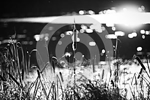 Shiny water and bulrush