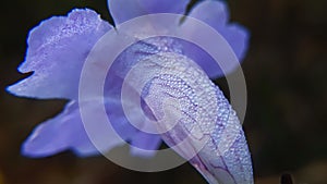 Shiny water droplets on purple flower