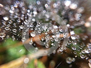 Shiny water drops atop cobweb. Wet cobweb texture closeup. Spider web background. Cob web net backdrop