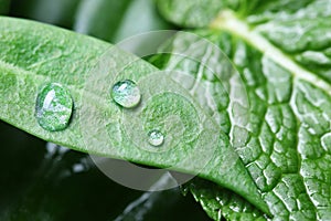 Shiny water drops and green leaves