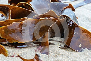 Shiny wet seaweed leaves on a sand