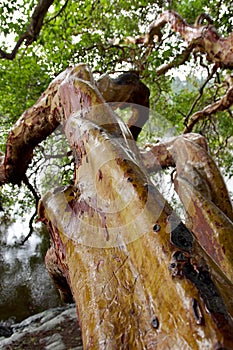 Shiny wet, twisted trunk of arbutus tree hangs out over the water at Witty`s Lagoon