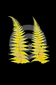 Shiny yellow leaf gold foil texture black background