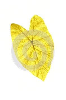 Shiny yellow leaf gold foil texture black background