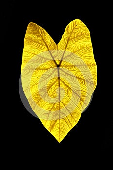 Shiny yellow leaf gold foil texture black background