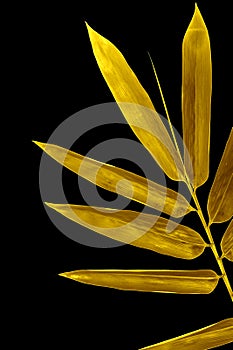 Shiny yellow leaf gold foil texture black background