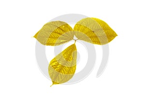 Shiny yellow leaf gold foil texture black background