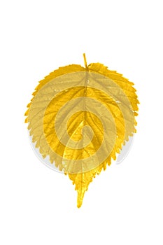 Shiny yellow leaf gold foil texture black background