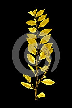 Shiny yellow leaf gold foil texture black background