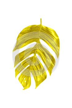 Shiny yellow leaf gold foil texture black background