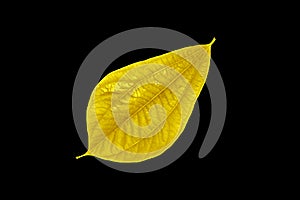 Shiny yellow leaf gold foil texture black background