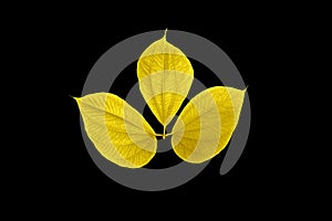 Shiny yellow leaf gold foil texture black background