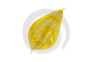 Shiny yellow leaf gold foil texture black background