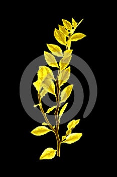 Shiny yellow leaf gold foil texture black background