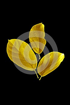 Shiny yellow leaf gold foil texture black background