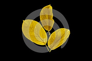 Shiny yellow leaf gold foil texture black background