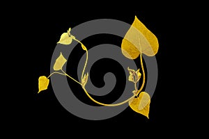 Shiny yellow leaf gold foil texture black background