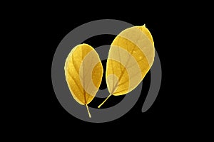 Shiny yellow leaf gold foil texture black background