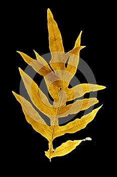 Shiny yellow leaf gold foil texture black background