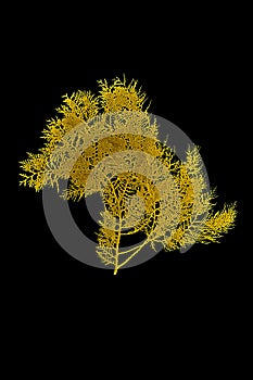 Shiny yellow leaf gold foil texture black background