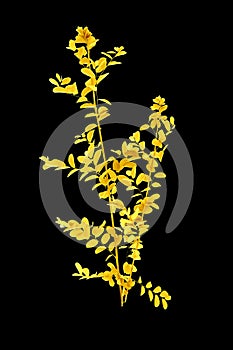 Shiny yellow leaf gold foil texture black background