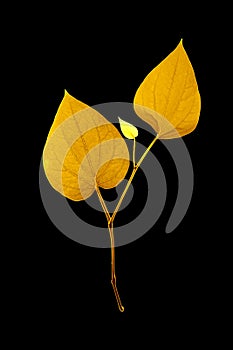 Shiny yellow leaf gold foil texture black background