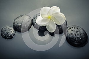 Shiny zen stones with water drops and plumeria flower. Top view photo