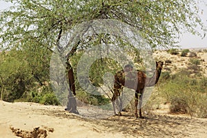 `Ship of the desert`: a camel under a thorny tree