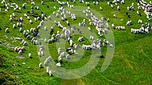 Ship herd graze on a green mountains