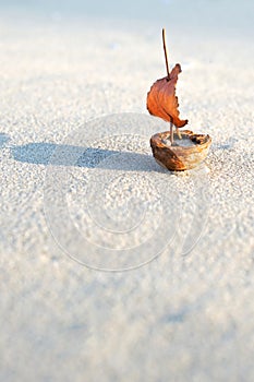 Ship with leaf nutshell