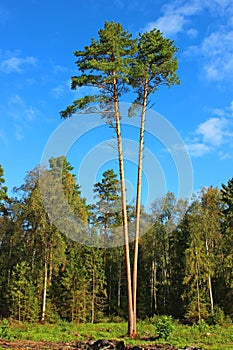 Shipboard pine