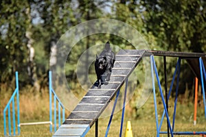 Shipperke in agility balance beam.