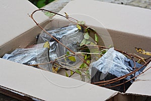 Shipping plant saplings in a carton box. Putting pots with plant saplings of blue honeysuckle or Lonicera caerulea, and Lycium
