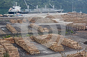Shipping timber in the port of Picton
