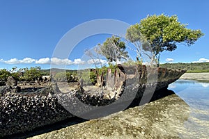A shipwreck on Minjerribah / North Stradbroke Island, Moreton Bay, Australia