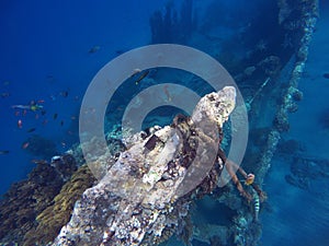 Shipwrecks in Bali sea, Amed snorkeling, snorkeling in Bali