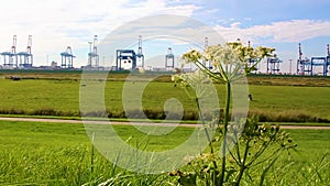 Shipyard cranes shipyard crane container port summer sunshine Bremerhaven Germany